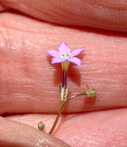 Rosy gilia (Gilia sinuata)