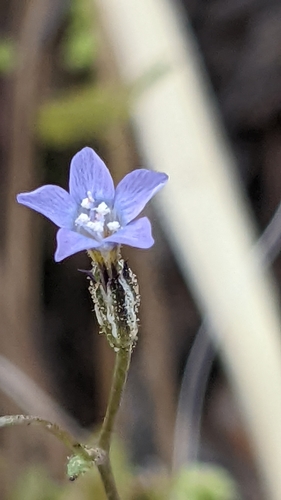 Rosy gilia (Gilia sinuata)