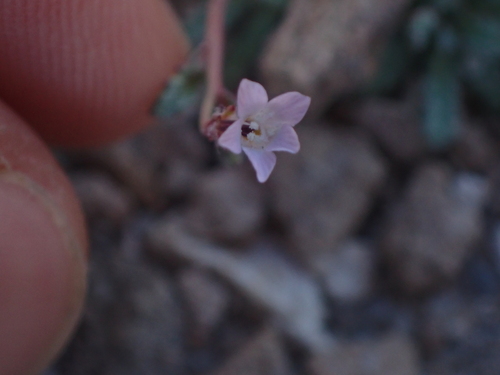 Rosy gilia (Gilia sinuata)