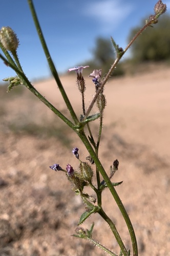Star gilia (Gilia stellata)