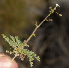 Star gilia (Gilia stellata)