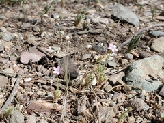 Star gilia (Gilia stellata)