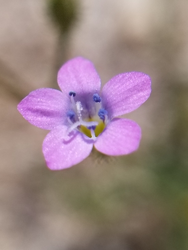 Star gilia (Gilia stellata)