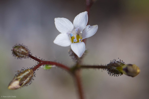 Star gilia (Gilia stellata)