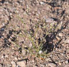 Star gilia (Gilia stellata)