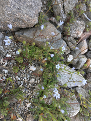 Star gilia (Gilia stellata)