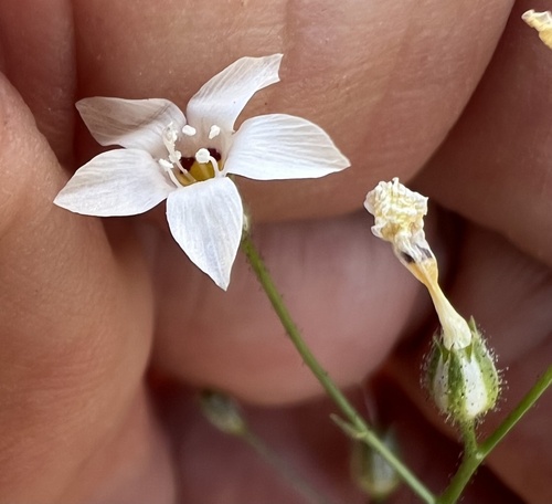 Star gilia (Gilia stellata)