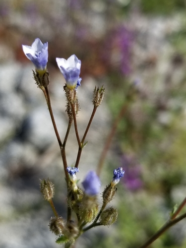 Star gilia (Gilia stellata)