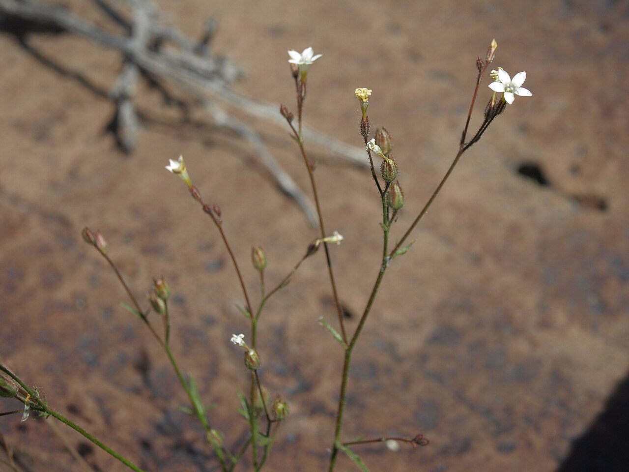 Star gilia: star gilia, Gilia stellata, White Mountains, elevation 1720 m