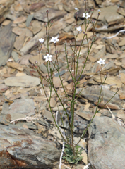Star gilia (Gilia stellata)