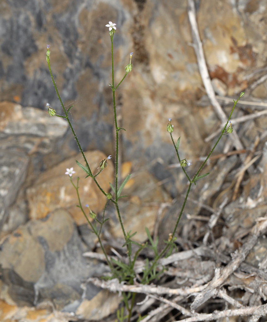 Transmontane gilia (Gilia transmontana)