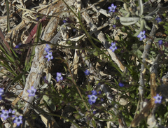 Transmontane gilia (Gilia transmontana)