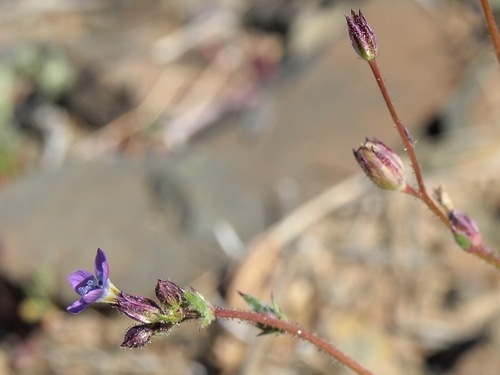 Transmontane gilia (Gilia transmontana)