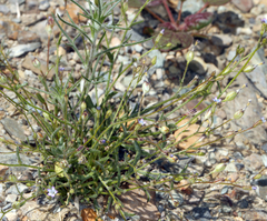 Transmontane gilia (Gilia transmontana)