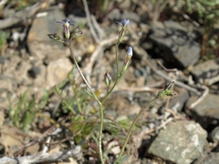 Transmontane gilia (Gilia transmontana)