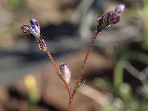 Transmontane gilia (Gilia transmontana)