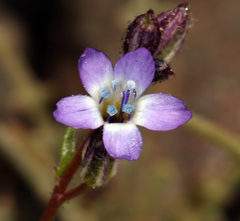 Transmontane gilia (Gilia transmontana)
