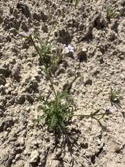 Transmontane gilia (Gilia transmontana)