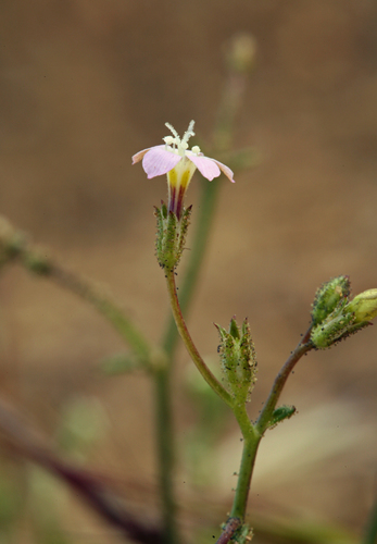 Transmontane gilia (Gilia transmontana)