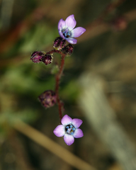 Transmontane gilia (Gilia transmontana)