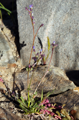 Transmontane gilia (Gilia transmontana)
