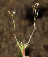 Transmontane gilia (Gilia transmontana)