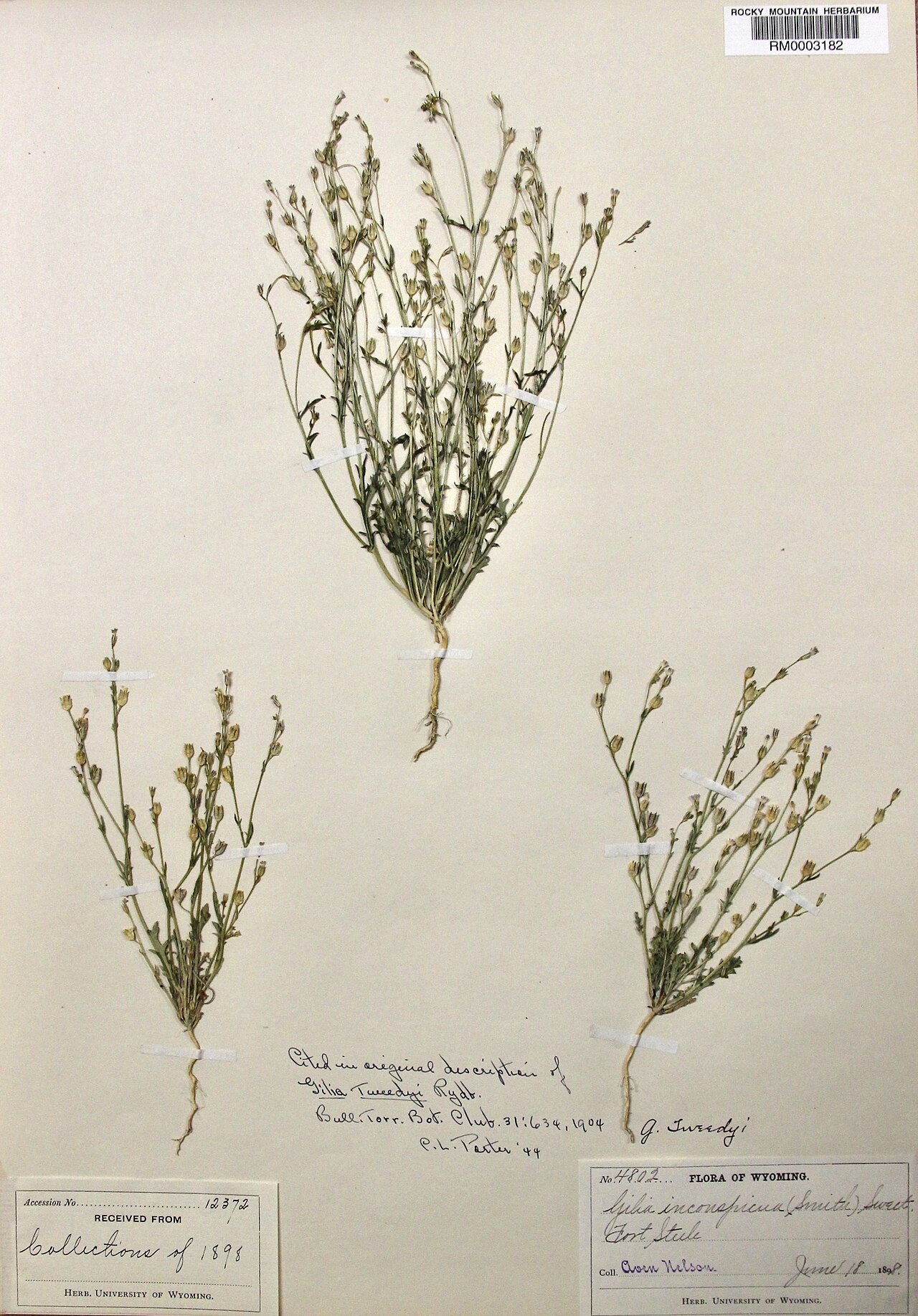 Tweedy's gila: This specimen is an isotype, one of the collections cited by Per Axel Rydberg in his description of Gilia tweedyi (sp. nov.) in 1905. The plant was originally i