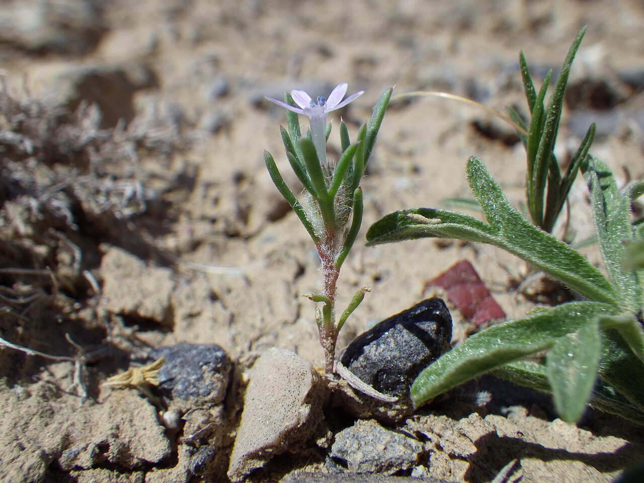 Tweedy's gila: A sporadic annual here flowering following a very dry fall, winter, and spring in shrub-steppe community dominated by Artemisia pedafida. The cobwebby hairs are