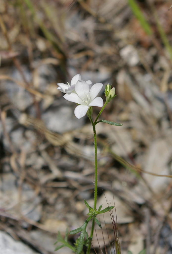 Boyden Cave gilia (Gilia yorkii)