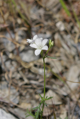 Boyden Cave gilia (Gilia yorkii)