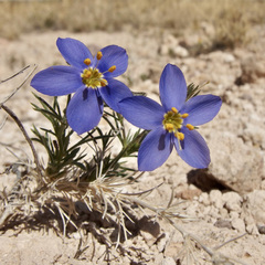 Bluebowls (Giliastrum acerosum)