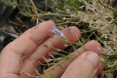 Bluebowls (Giliastrum acerosum)