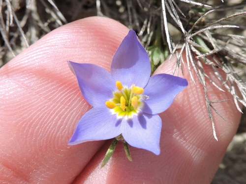 Bluebowls (Giliastrum acerosum)