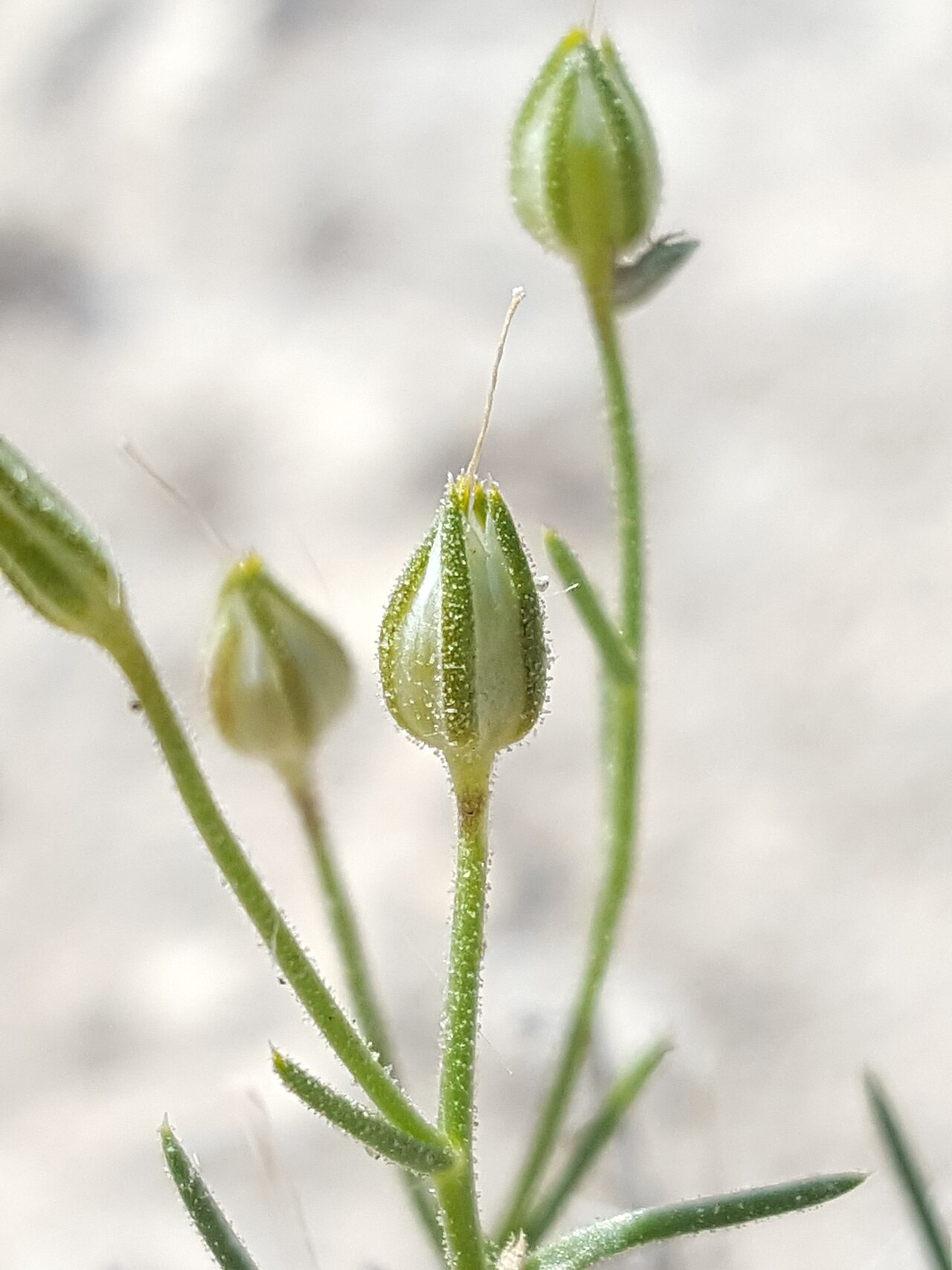 Bluebowls: Prickleaf Gilia ( Giliastrum acerosum ) in the United States