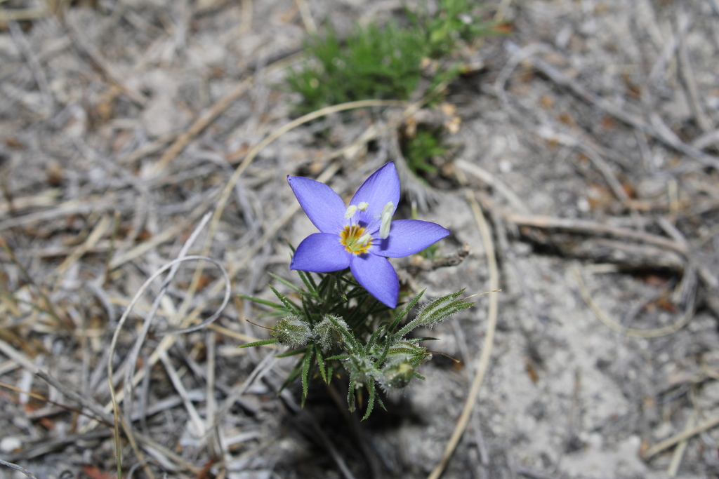 Bluebowls (Giliastrum acerosum)