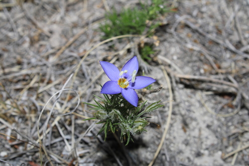 Bluebowls (Giliastrum acerosum)