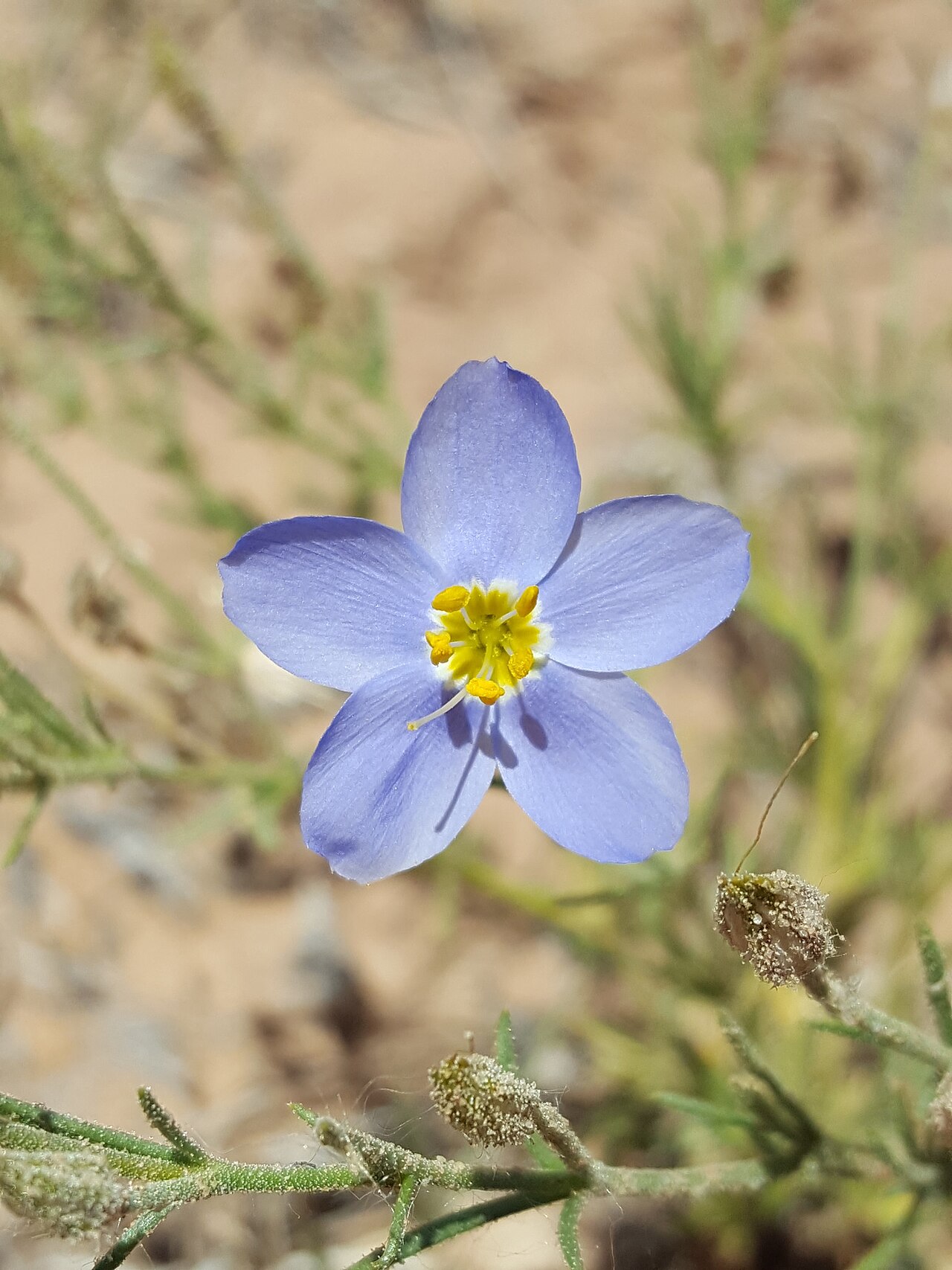 Bluebowls: Prickleaf Gilia ( Giliastrum acerosum ) in the United States