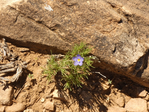 Bluebowls (Giliastrum acerosum)