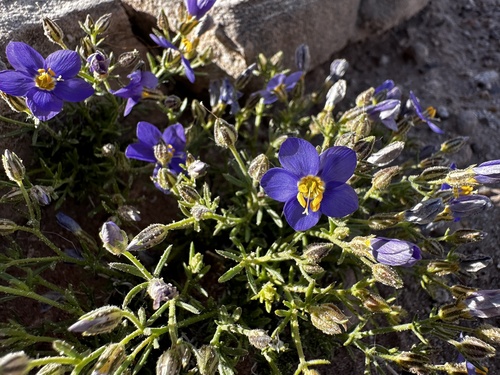 Bluebowls (Giliastrum acerosum)