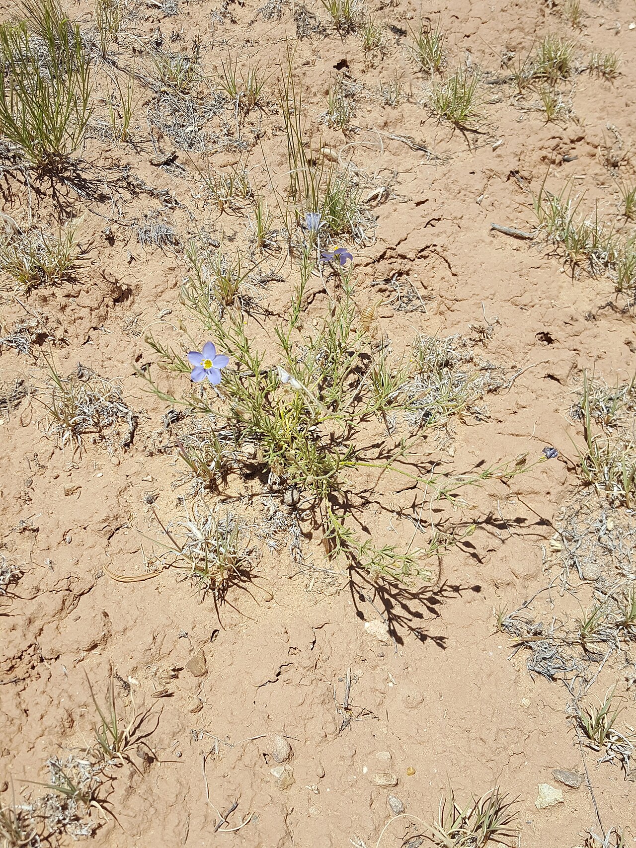 Bluebowls: Prickleaf Gilia ( Giliastrum acerosum ) in the United States