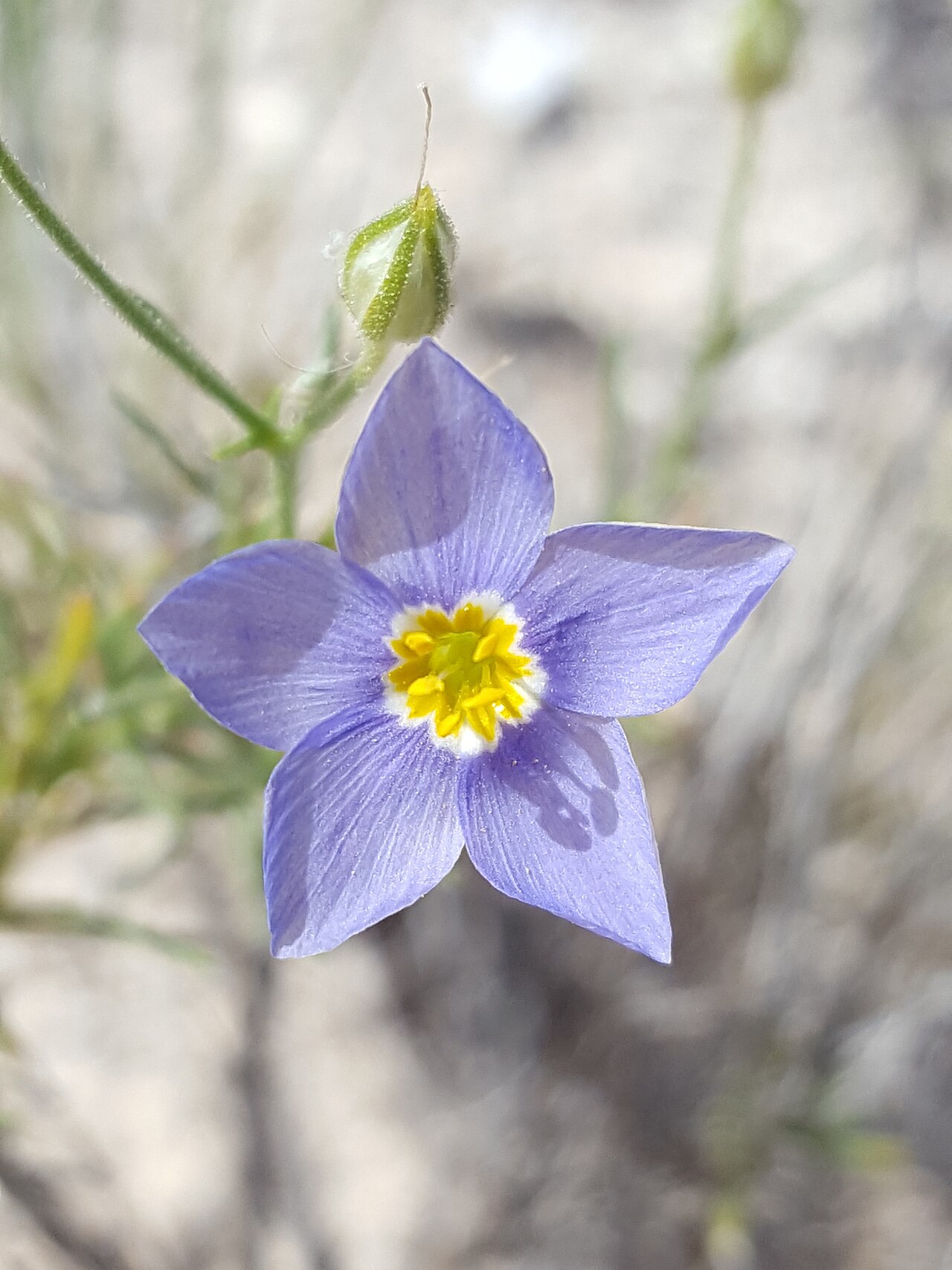 Bluebowls: Prickleaf Gilia ( Giliastrum acerosum ) in the United States