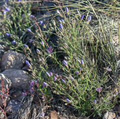 Bluebowls (Giliastrum acerosum)