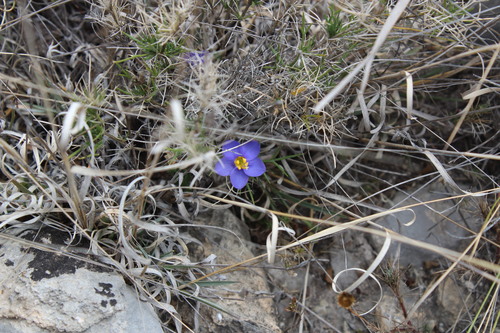 Bluebowls (Giliastrum acerosum)