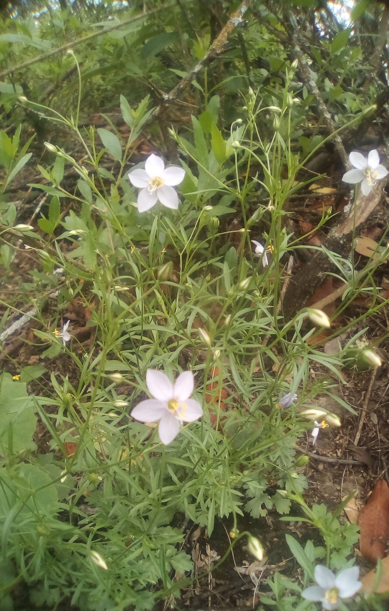 Splitleaf gilia: Splitleaf Gilia (Giliastrum incisum). Species of plant.