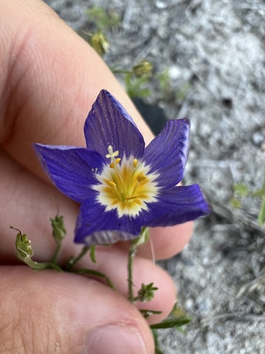 Rio Grande gilia (Giliastrum ludens)