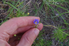 Rio Grande gilia (Giliastrum ludens)