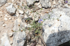 Rio Grande gilia (Giliastrum ludens)