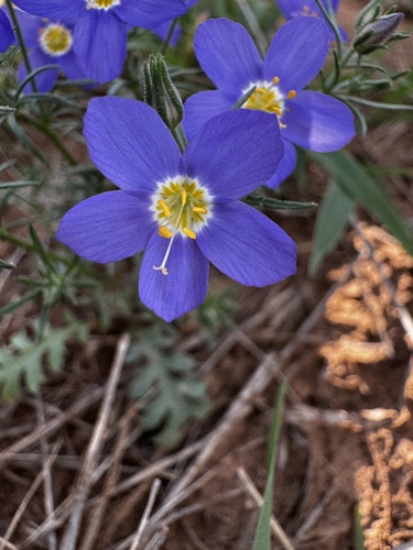 Rio Grande gilia (Giliastrum ludens)