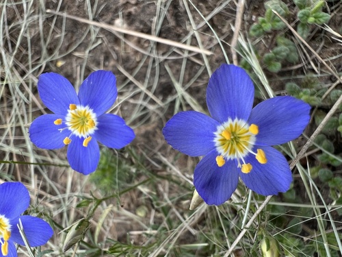 Rio Grande gilia (Giliastrum ludens)