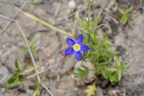 Rio Grande gilia (Giliastrum ludens)